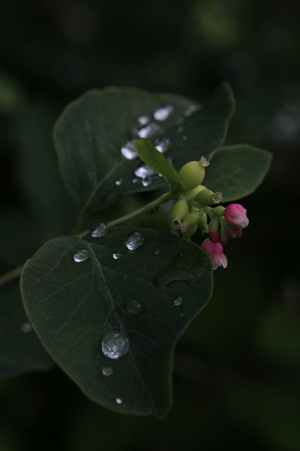 water droplets on green leaf