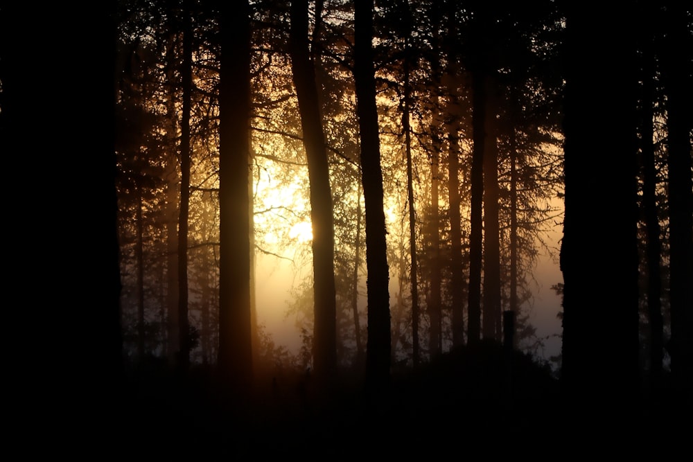 silhouette d’arbres au coucher du soleil