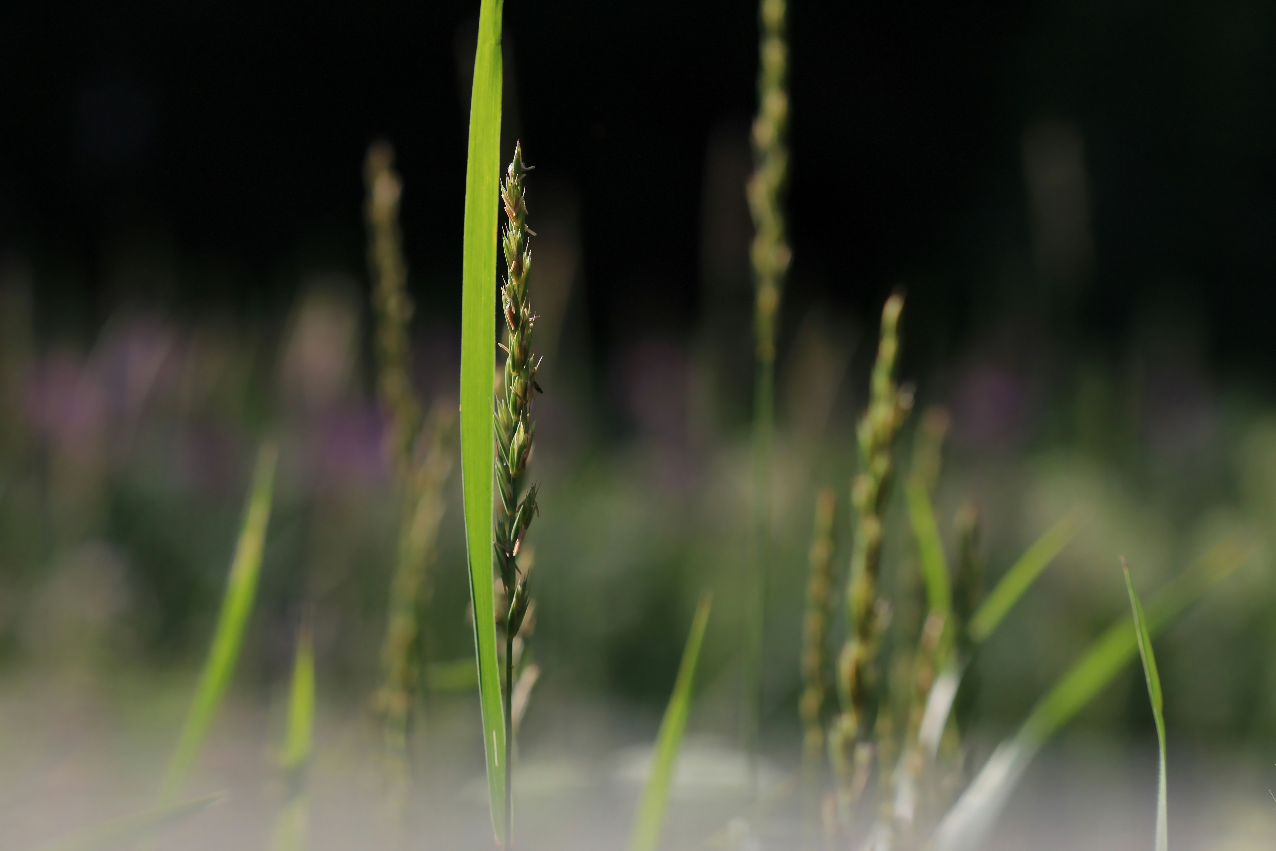 Photo by polarmermaid