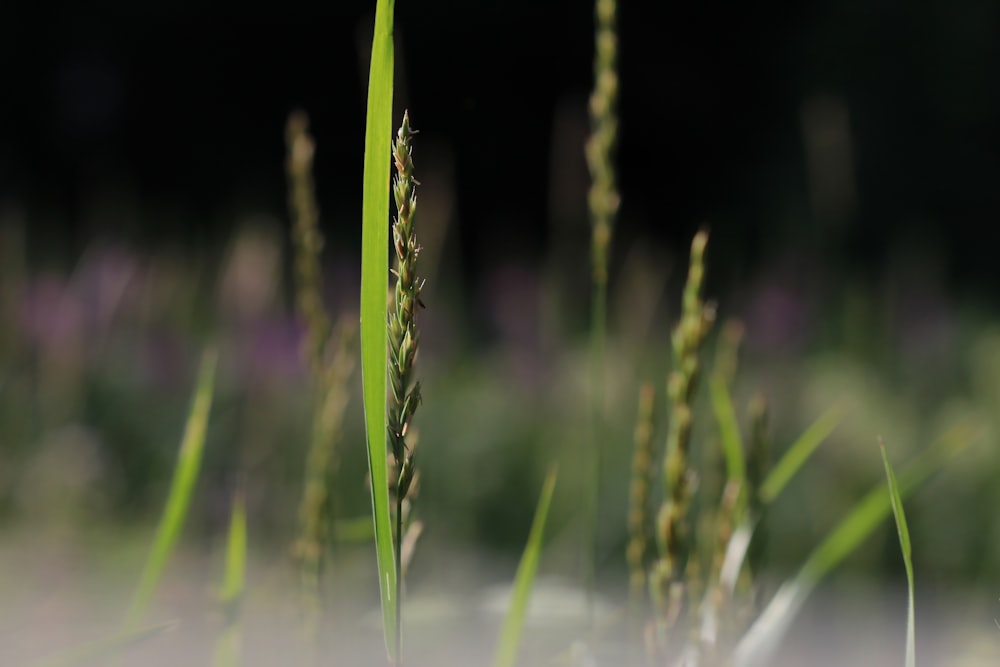 green plant on water during daytime