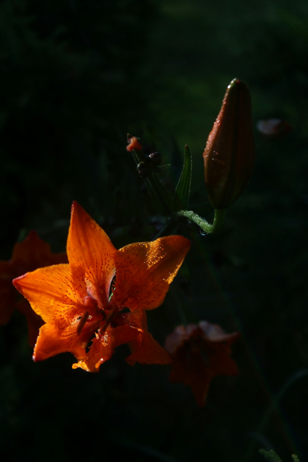 Orange Blume in Tilt Shift Linse