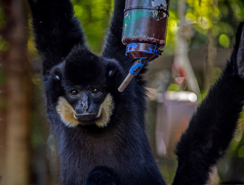 black monkey drinking beer from clear drinking glass