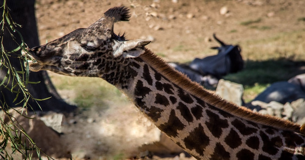 brown and black giraffe eating grass during daytime