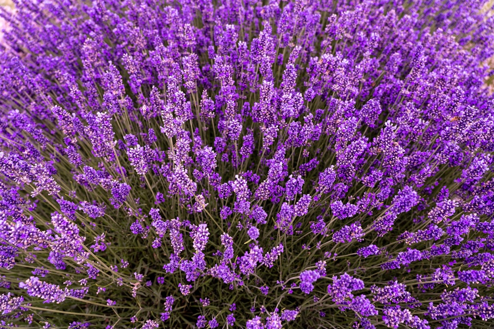 campo de flores moradas durante el día