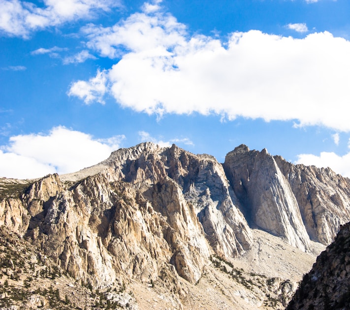 Bull elk in Washington's Blue Mountains forest with Douglas fir trees and morning mist