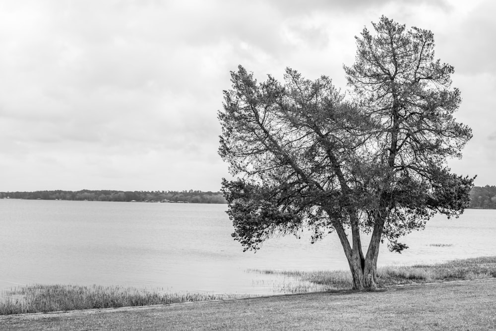 Foto in scala di grigi dell'albero vicino allo specchio d'acqua