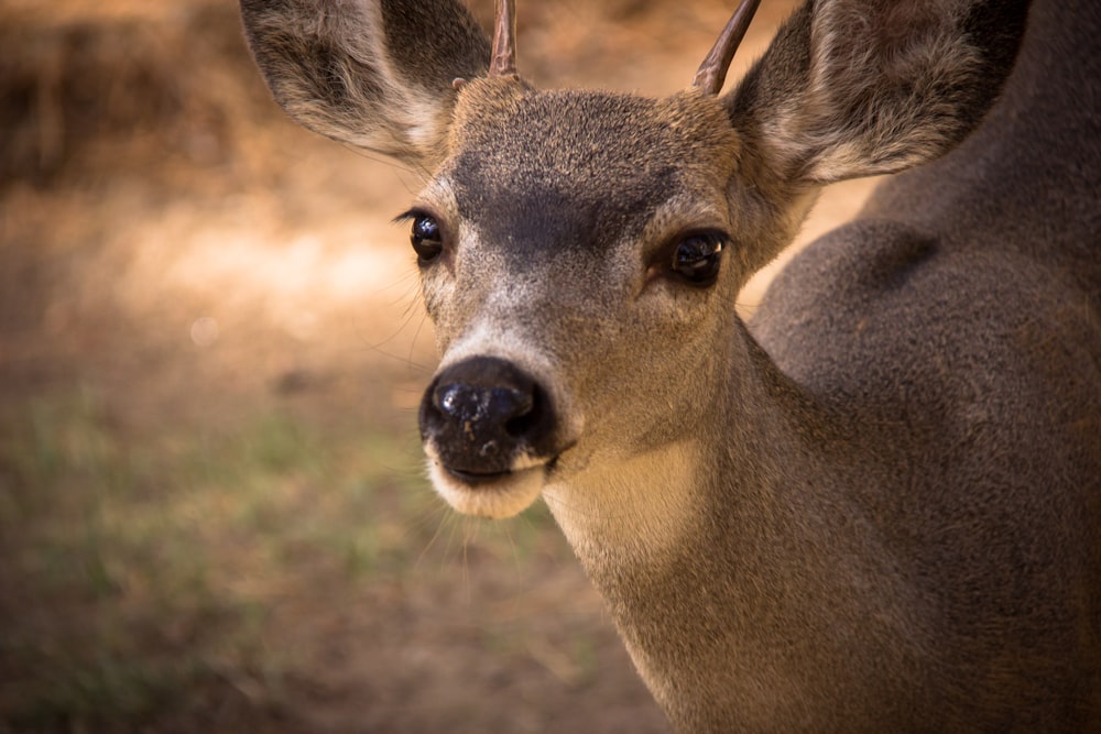 brown deer in close up photography during daytime