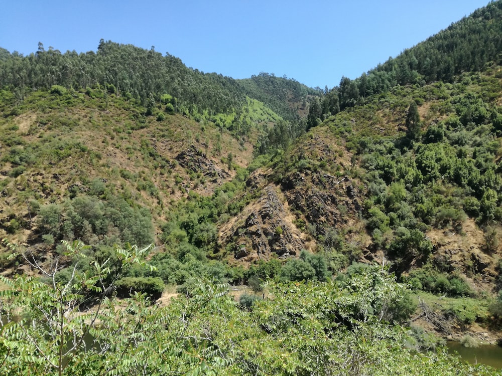 green trees on mountain under blue sky during daytime