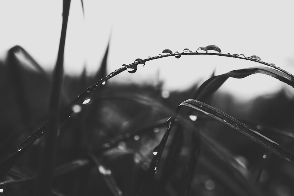 grayscale photo of water droplets on plant stem