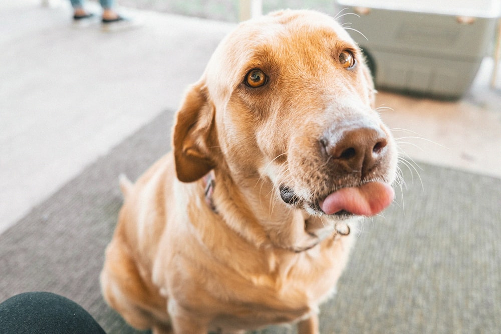 yellow labrador retriever sitting on gray concrete floor