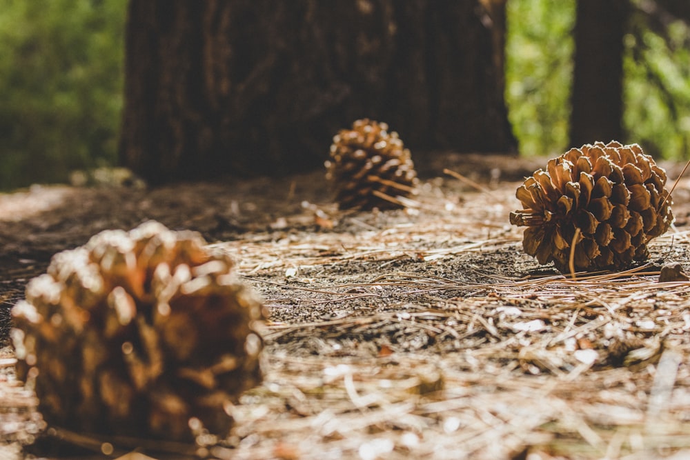 brown pine cone on brown dried leaves