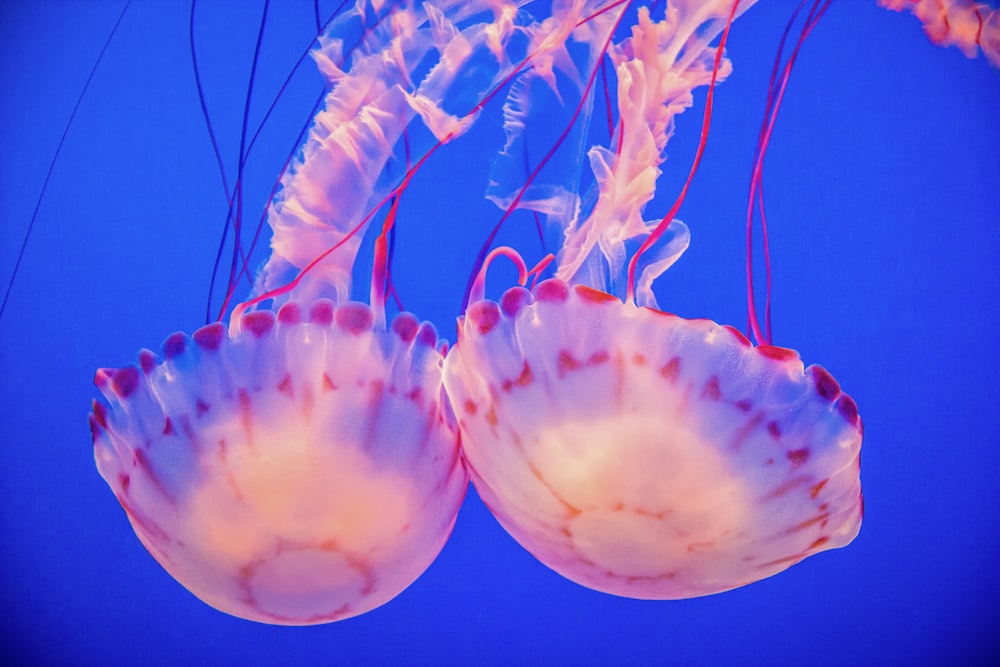 pink jellyfish in blue water