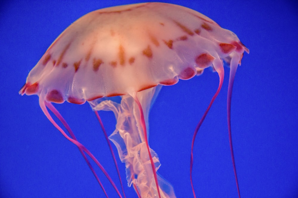 white jellyfish in blue water