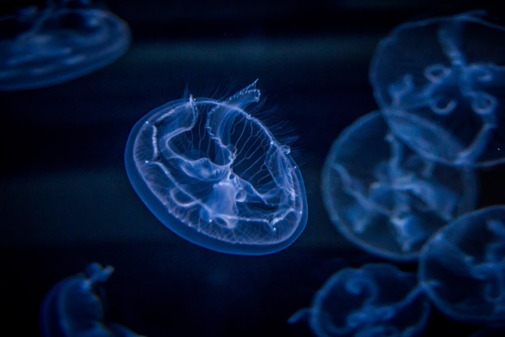 blue and white jellyfish on water