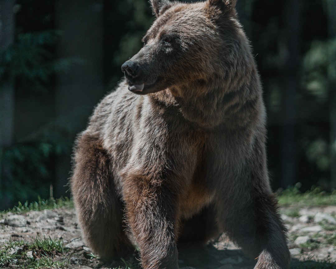 brown bear on green grass during daytime