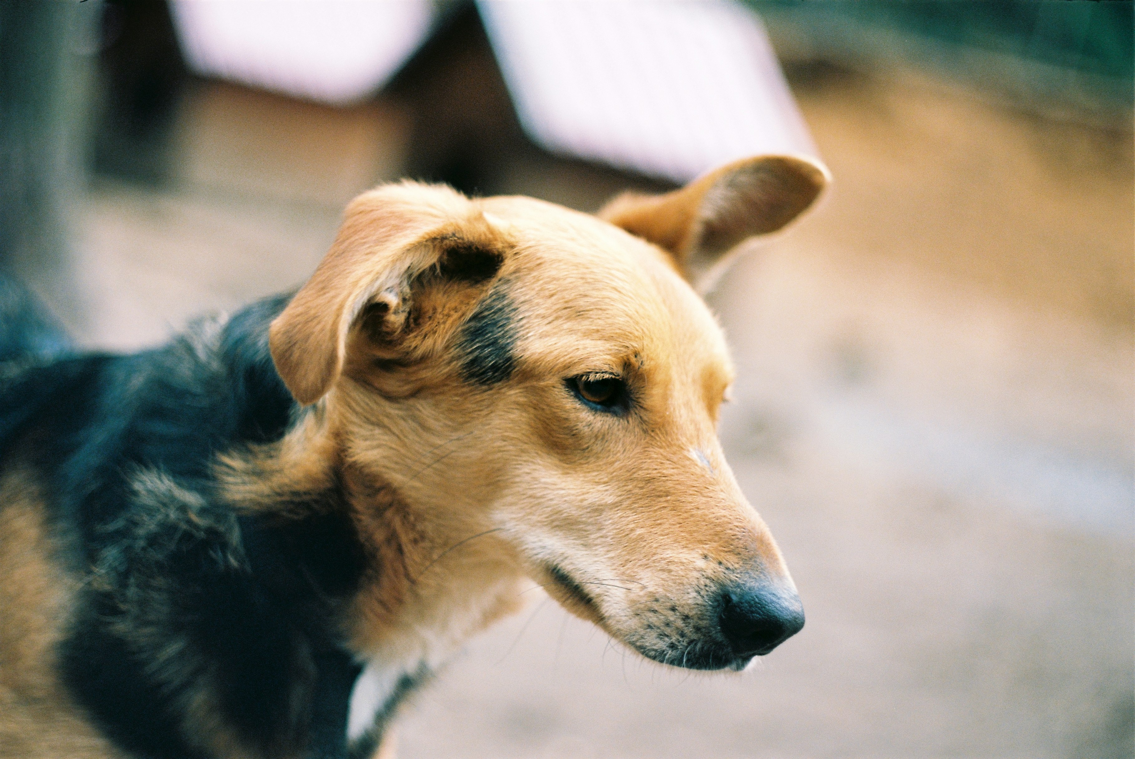 brown and black short coated dog