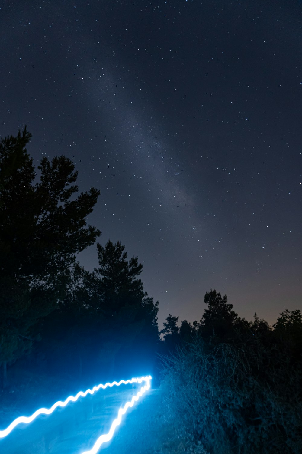 silhouette of trees under starry night