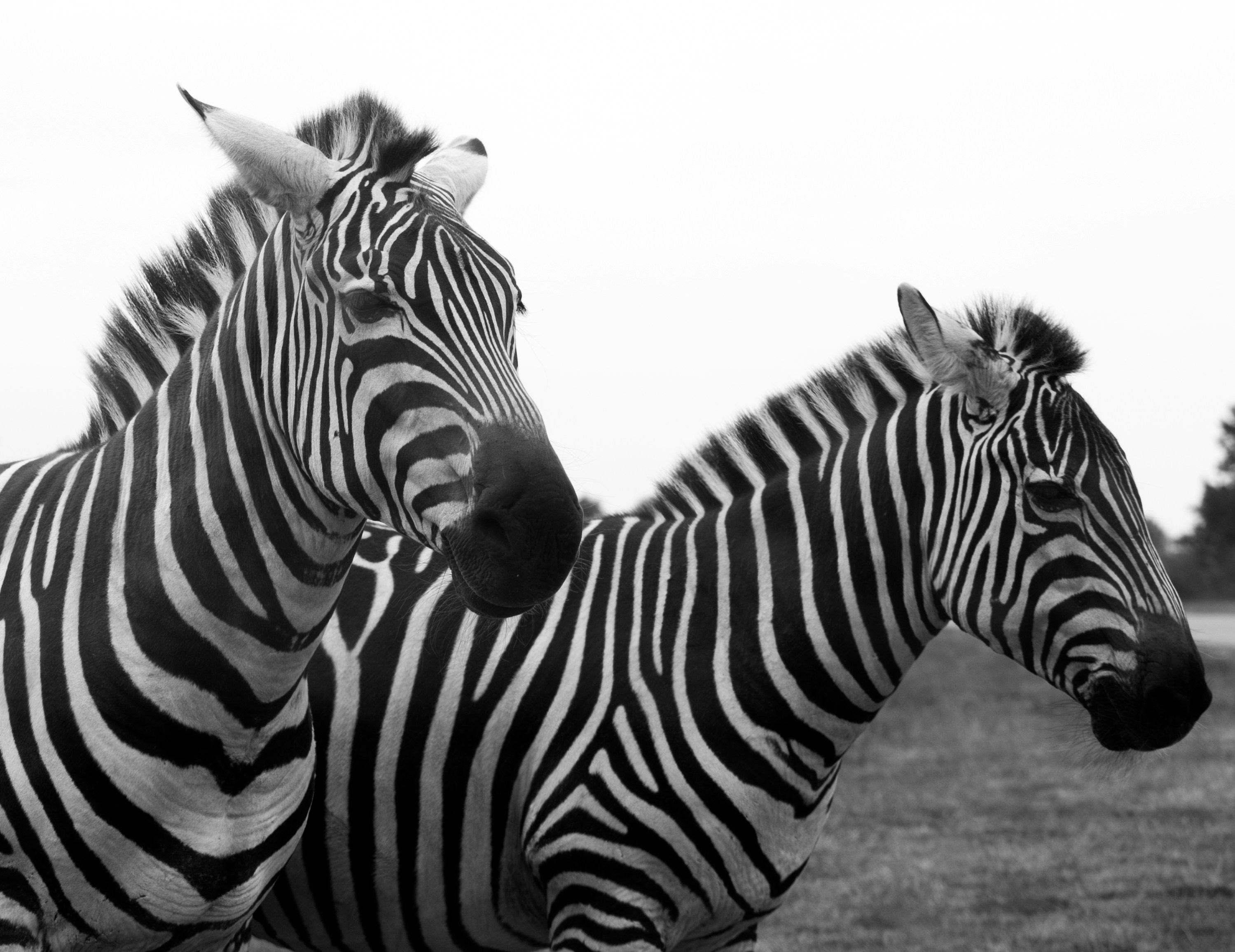 Un cucciolo di zebra in piedi accanto a una zebra adulta foto – Immagine  gratis di Modello su Unsplash, image size:3000x2313