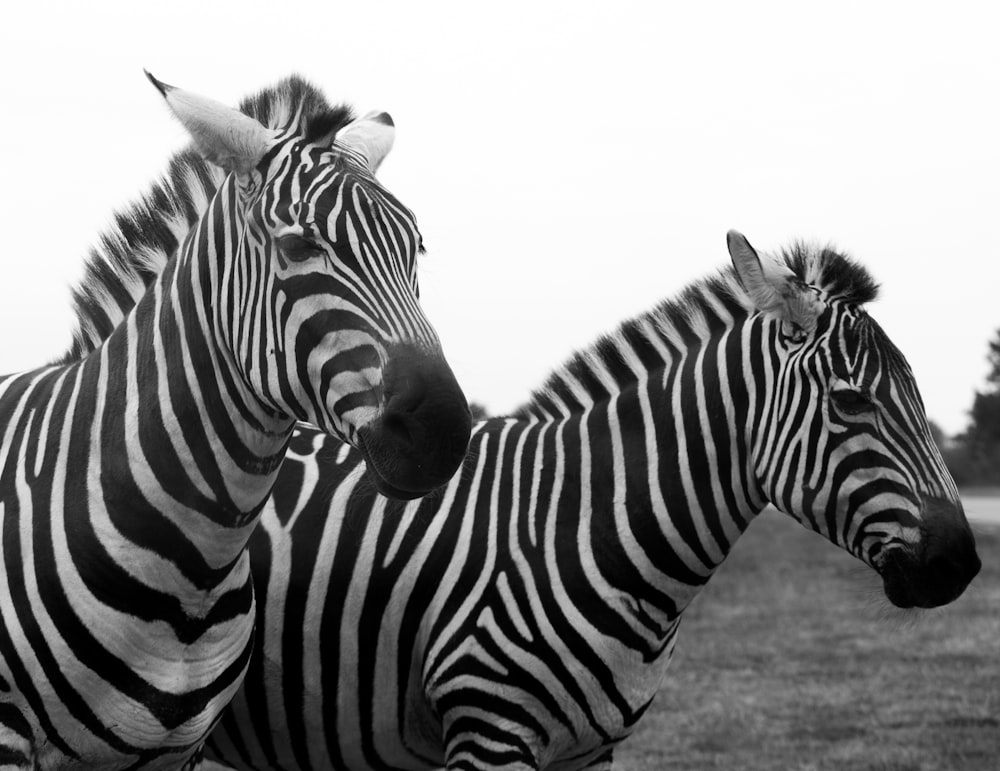 grayscale photo of zebra during daytime