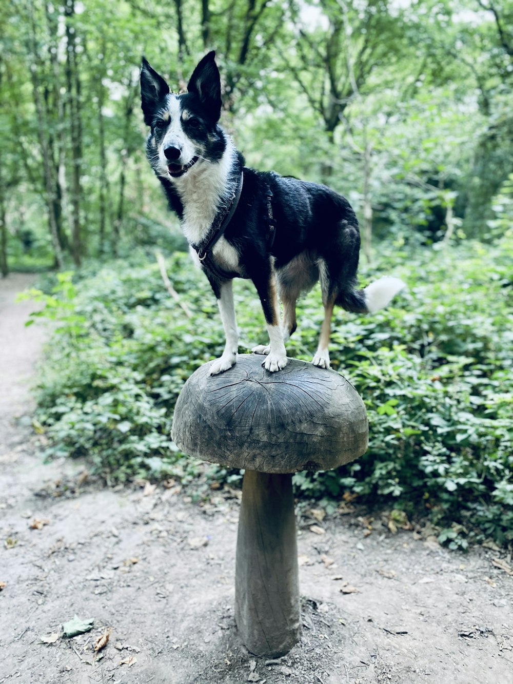 black and white short coated dog on brown wooden round stand