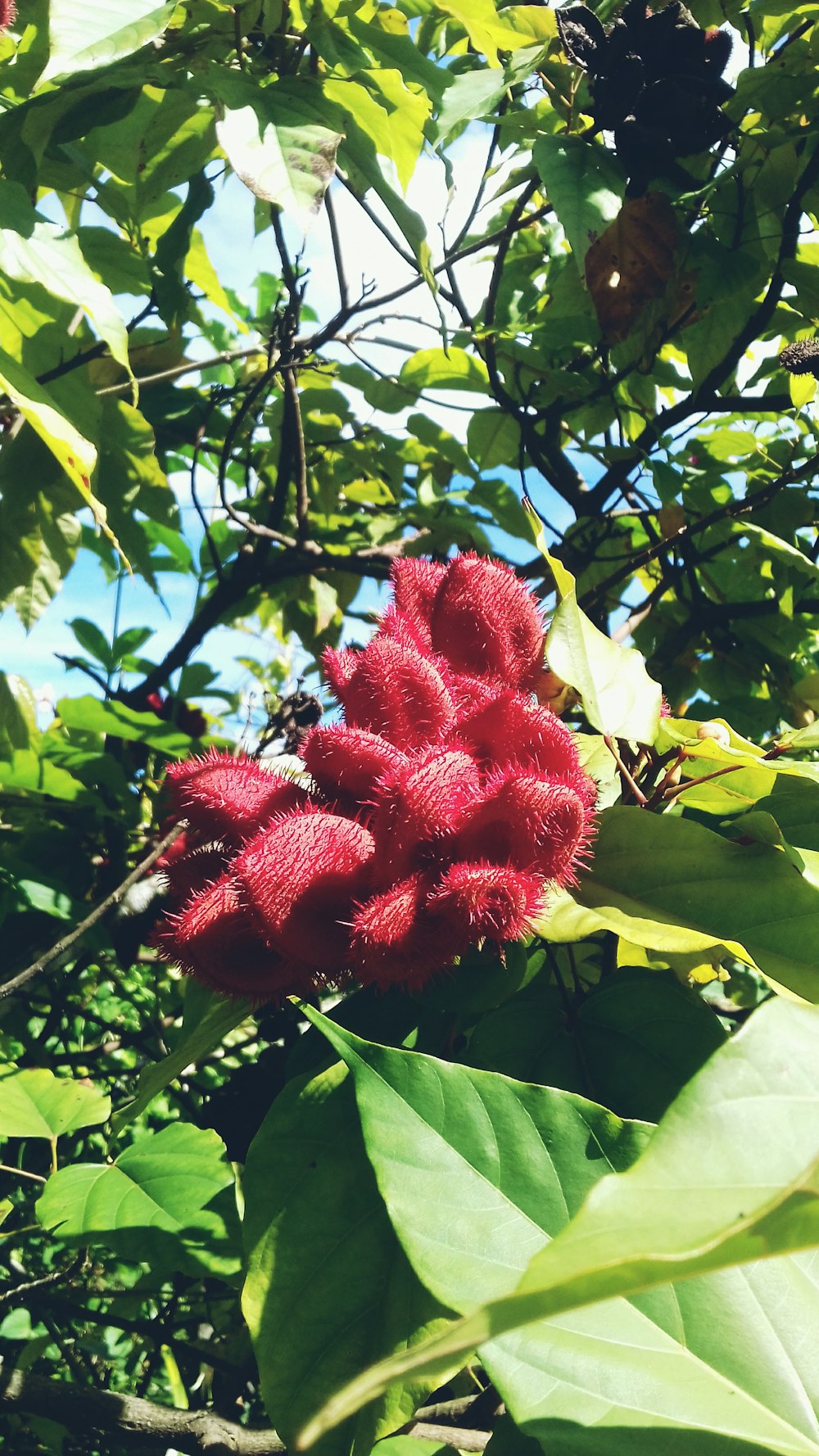 fleur rouge dans des feuilles vertes