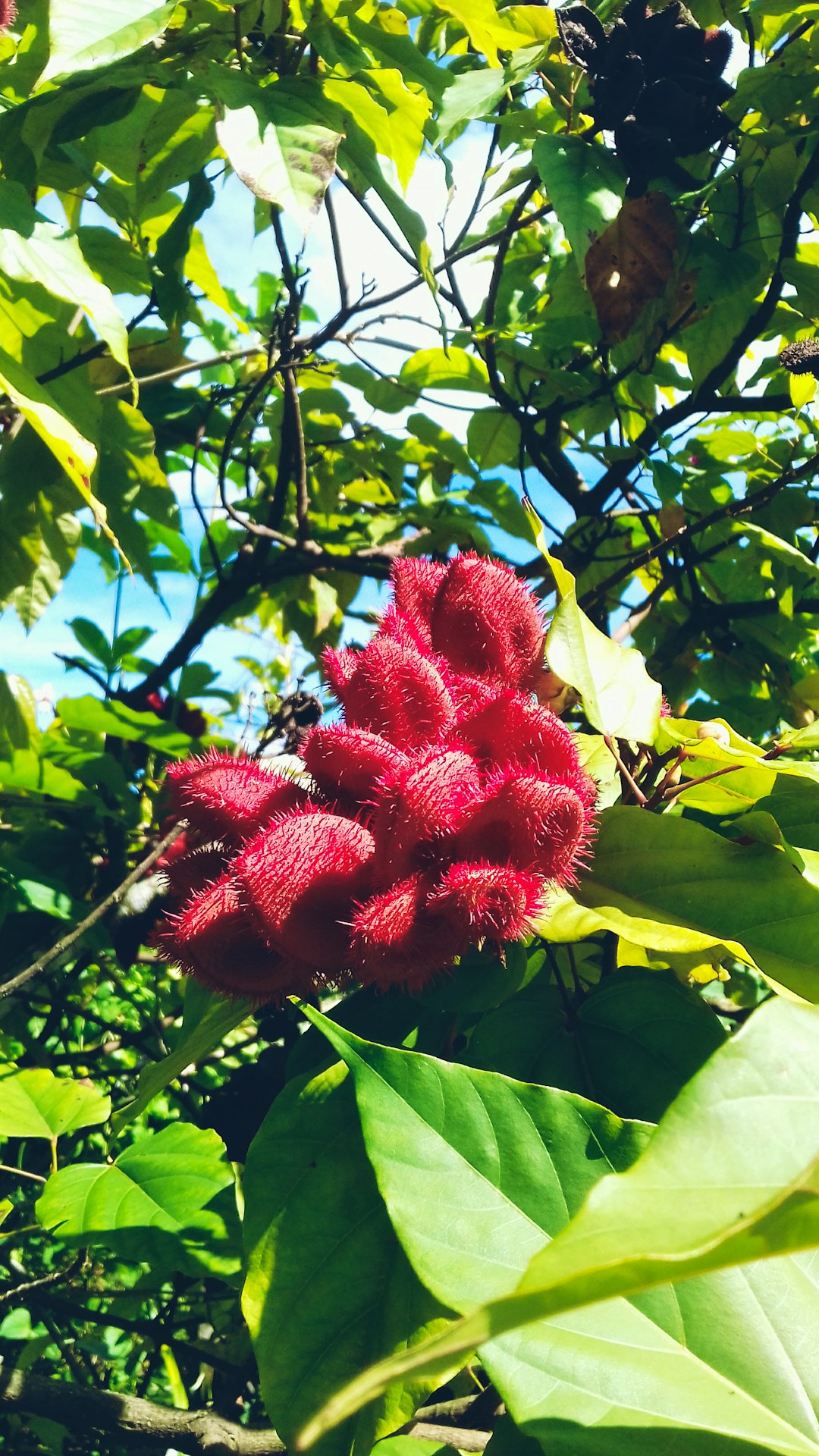 red flower in green leaves