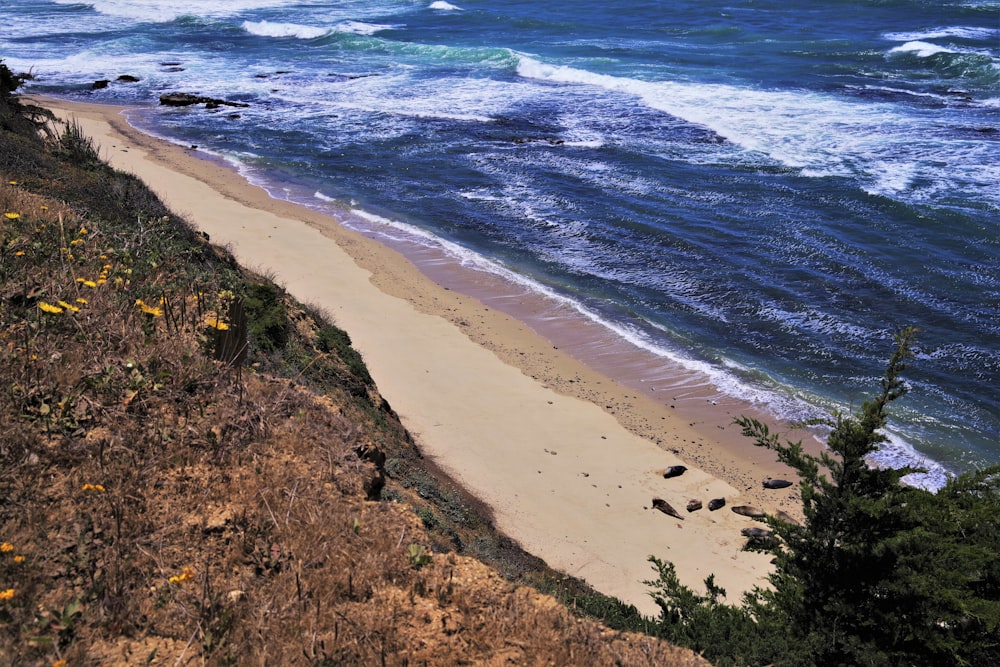 brown sand beach during daytime