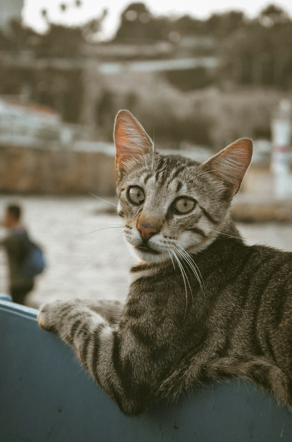 silver tabby cat on blue plastic container