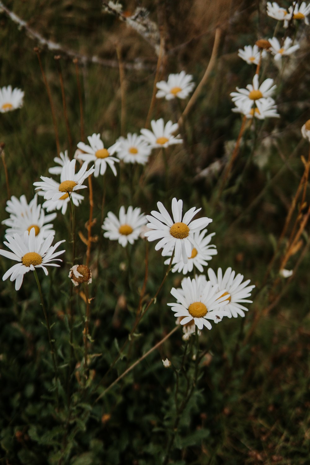 margaritas blancas en lente de cambio de inclinación