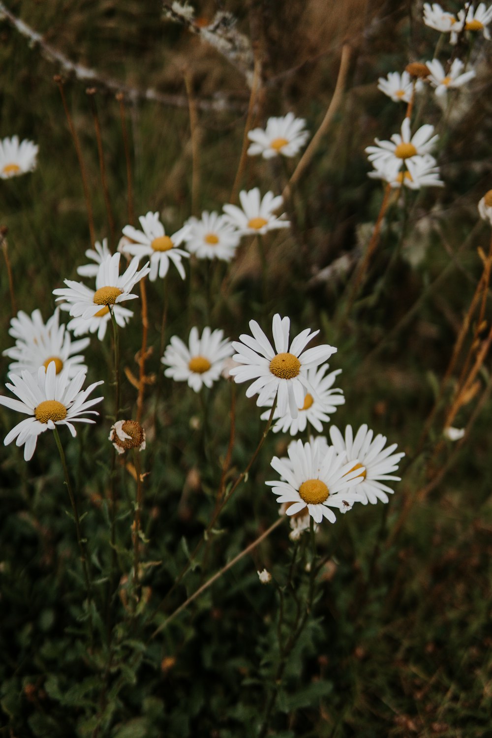 white daisies in tilt shift lens
