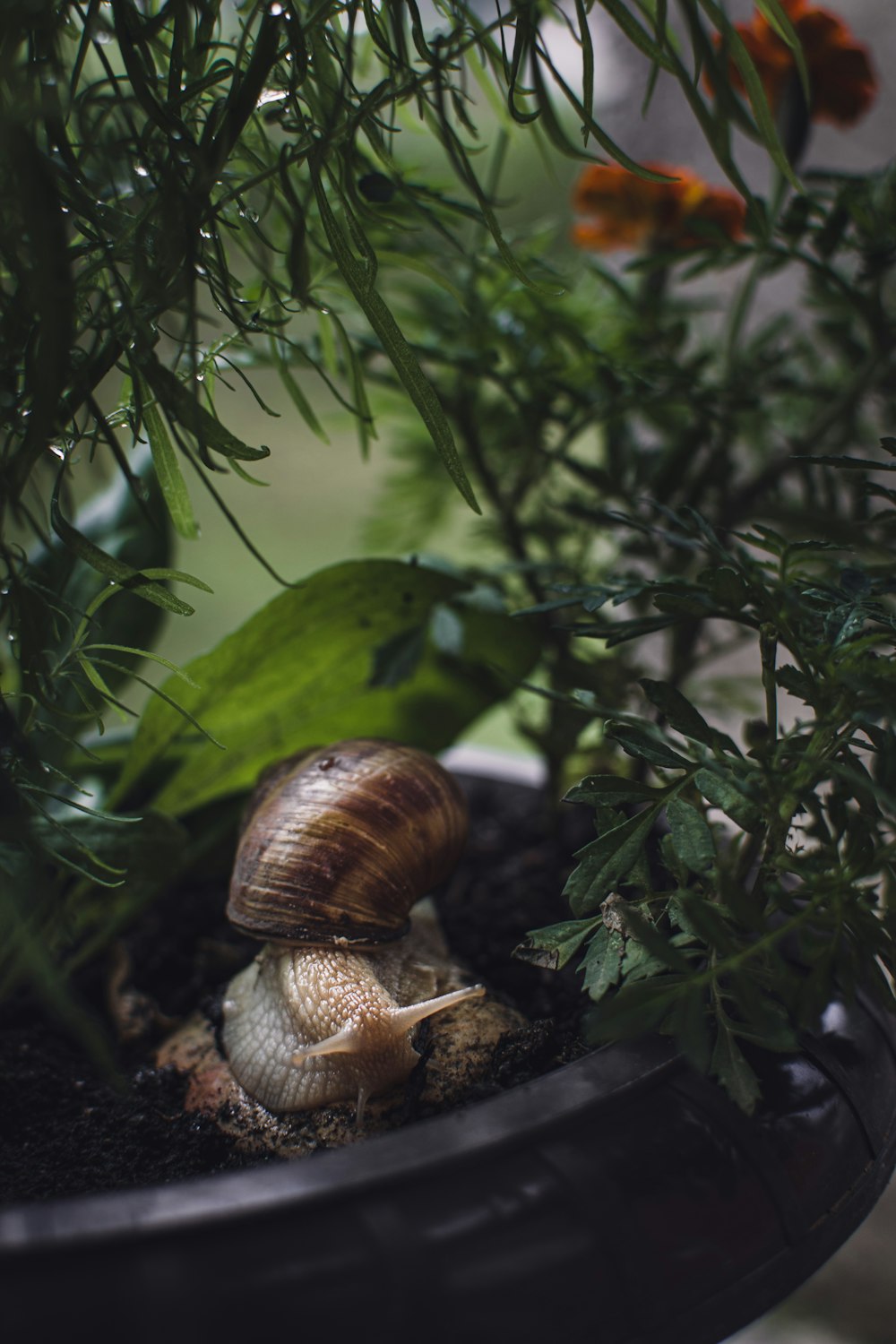 brown snail on green plant
