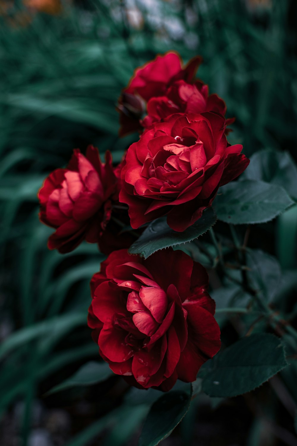 red rose in bloom during daytime