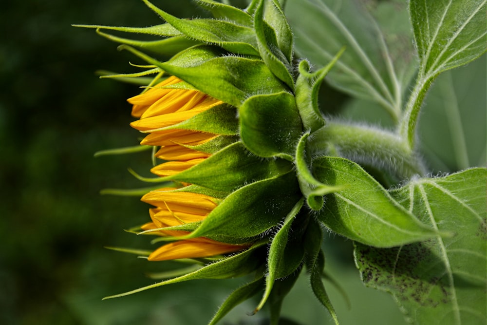 yellow and green flower in macro lens photography