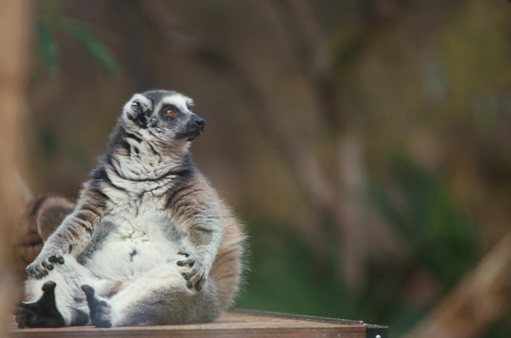 white and black lemur on brown wooden table