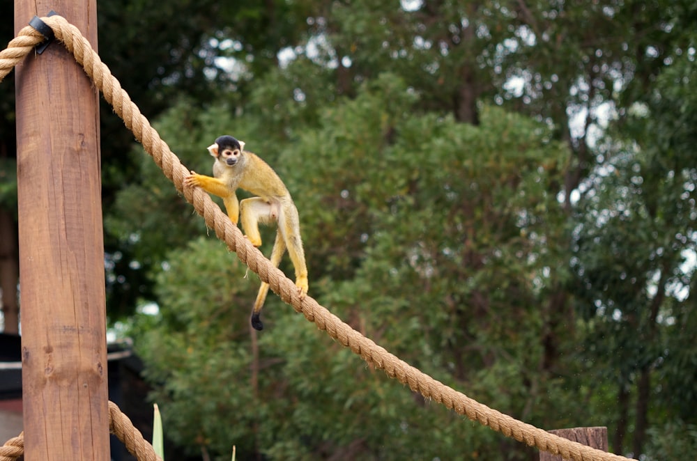 brown and black monkey on rope during daytime