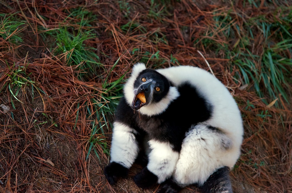 white and black panda on brown grass