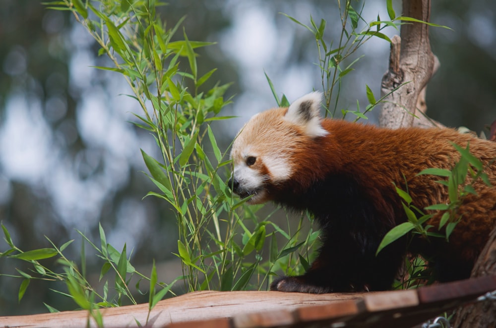 red panda on green plant