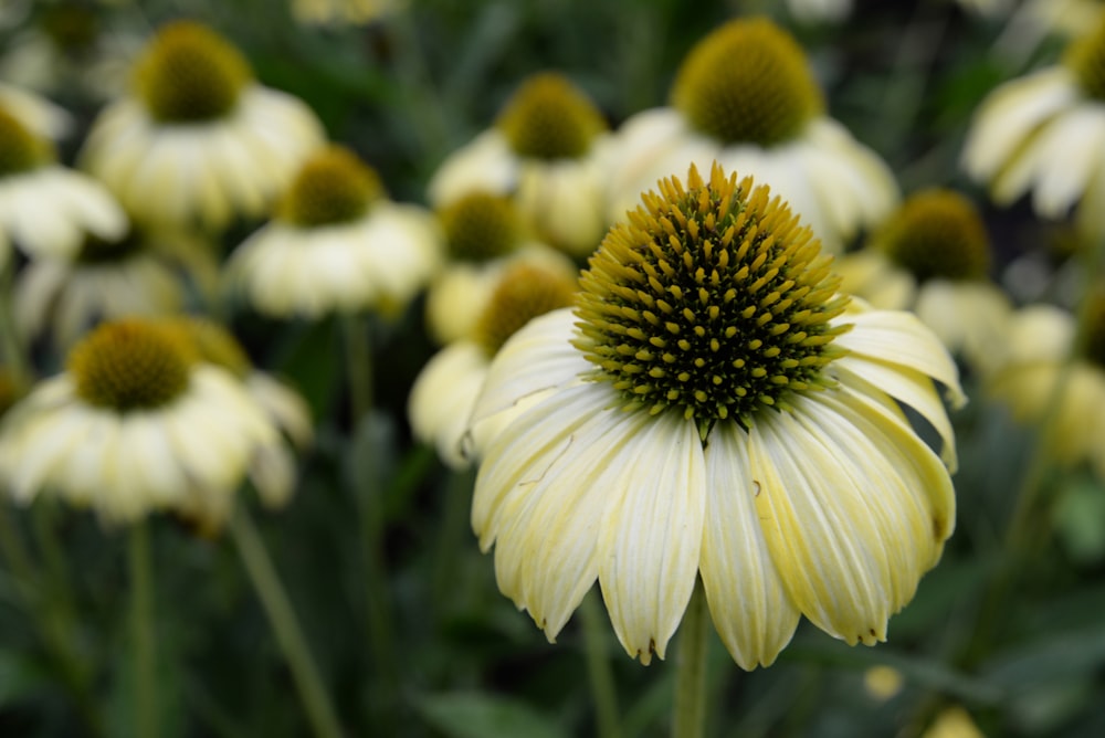 Weiße und gelbe Blume in Makrolinse