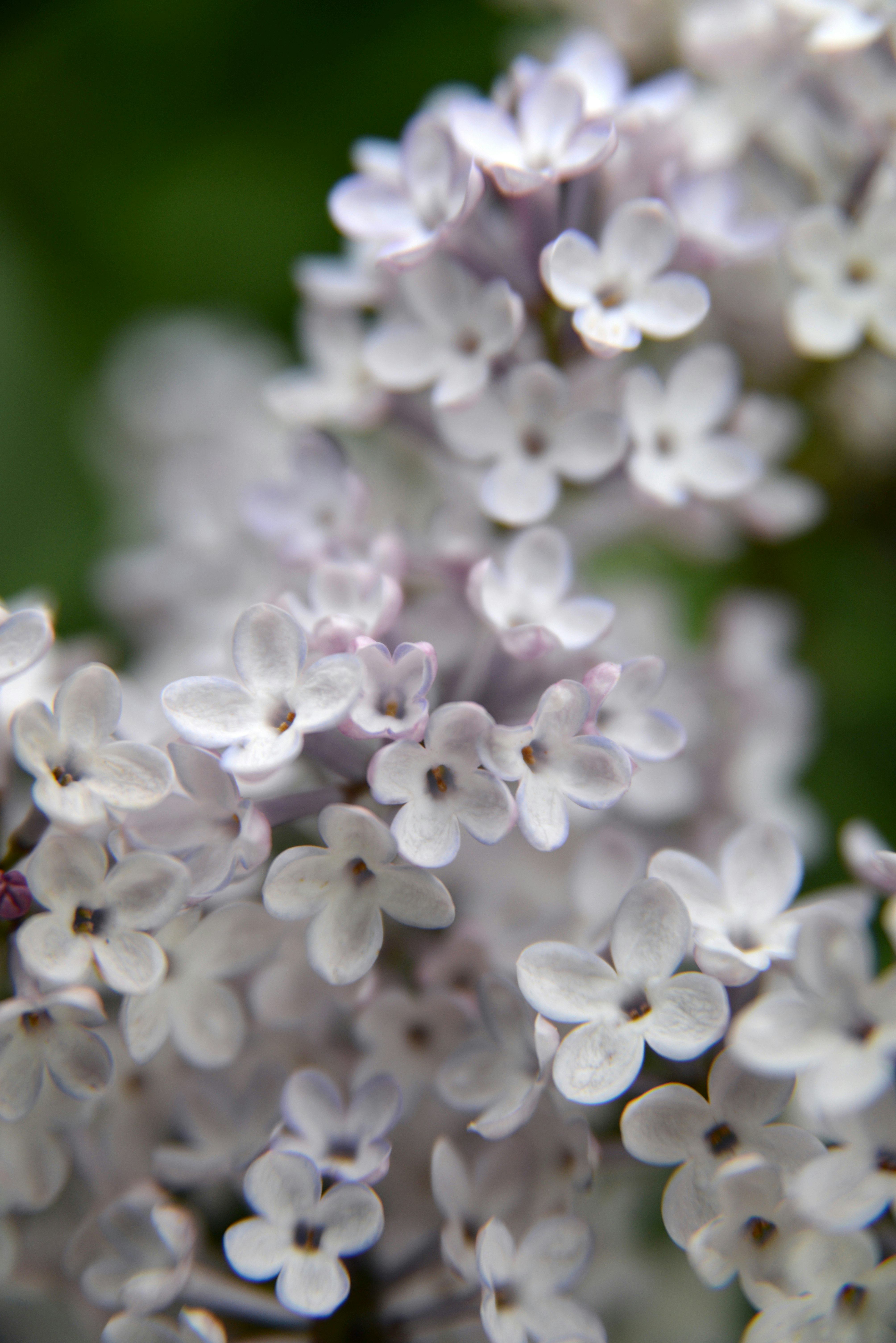white and purple flower buds