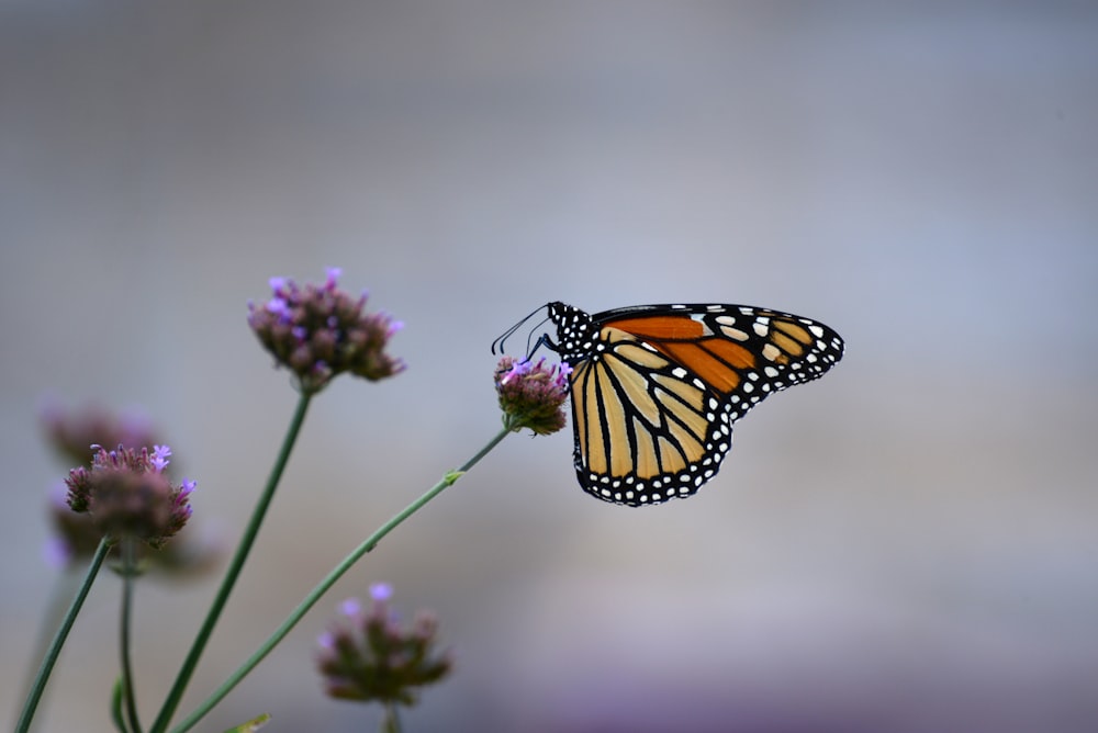 Monarchfalter sitzt tagsüber auf lila Blume in Nahaufnahmen