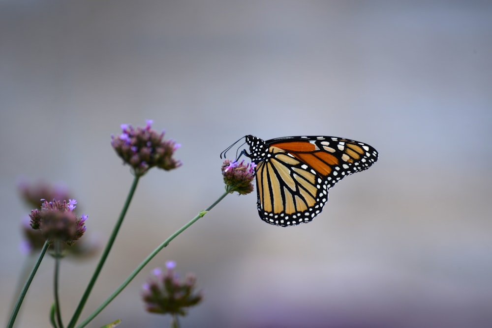 Mariposa monarca posada en flor púrpura en fotografía de primer plano durante el día