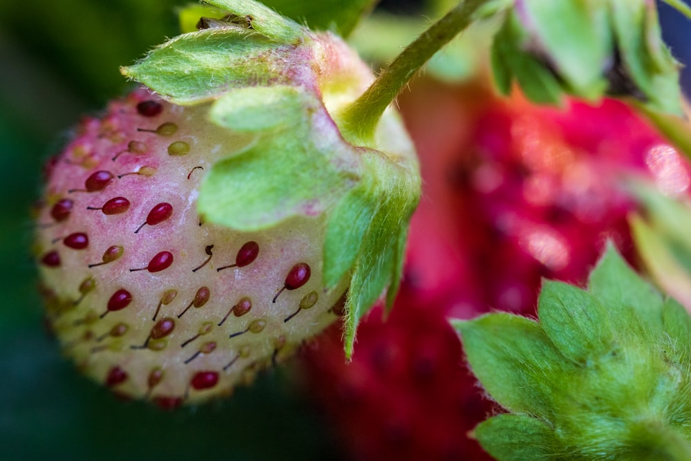 red strawberry with water droplets