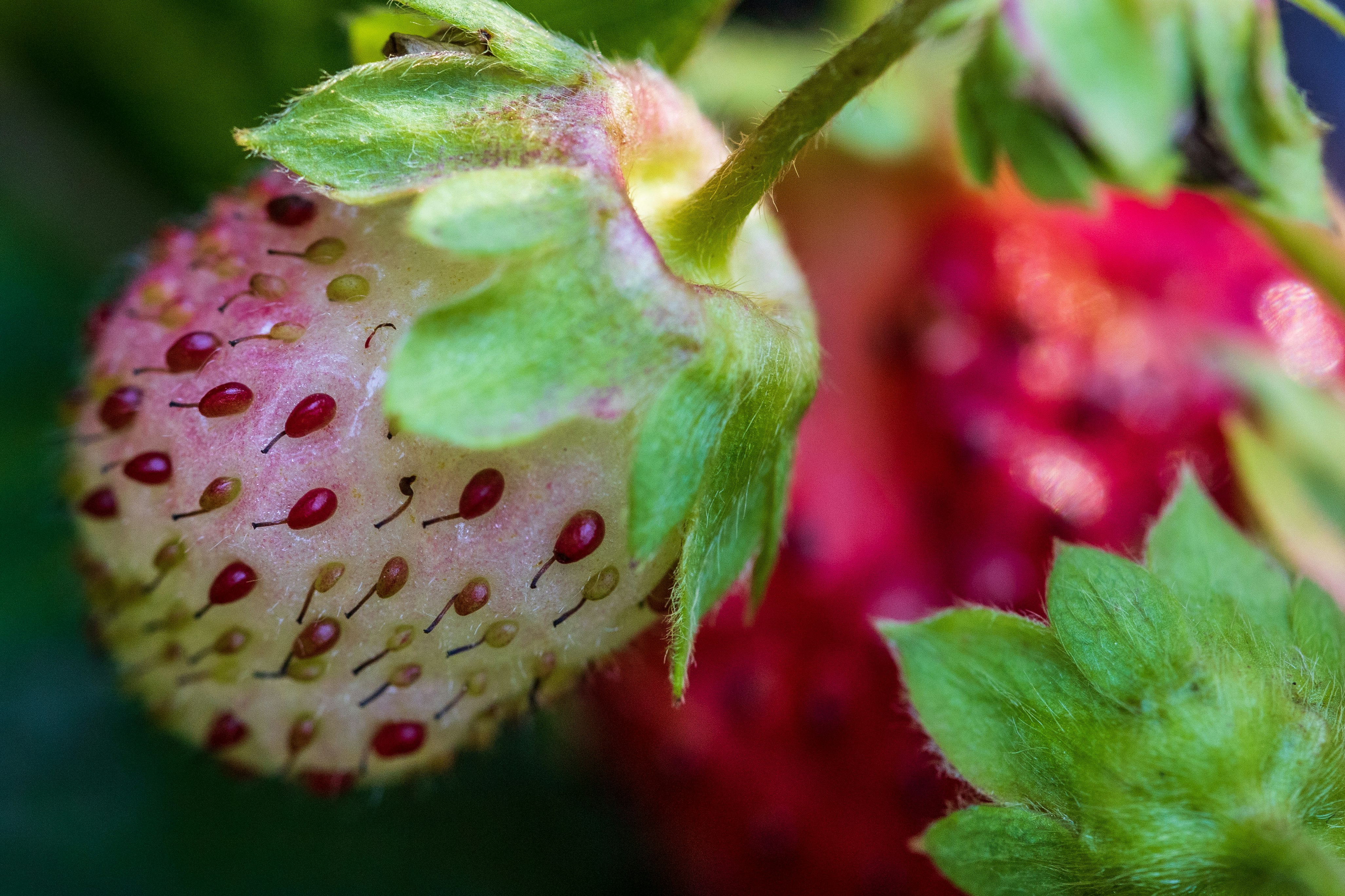 red strawberry with water droplets