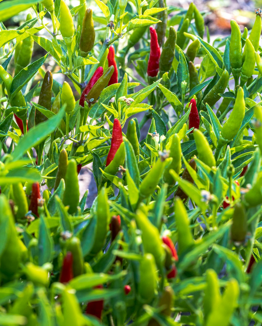 red and green chili peppers