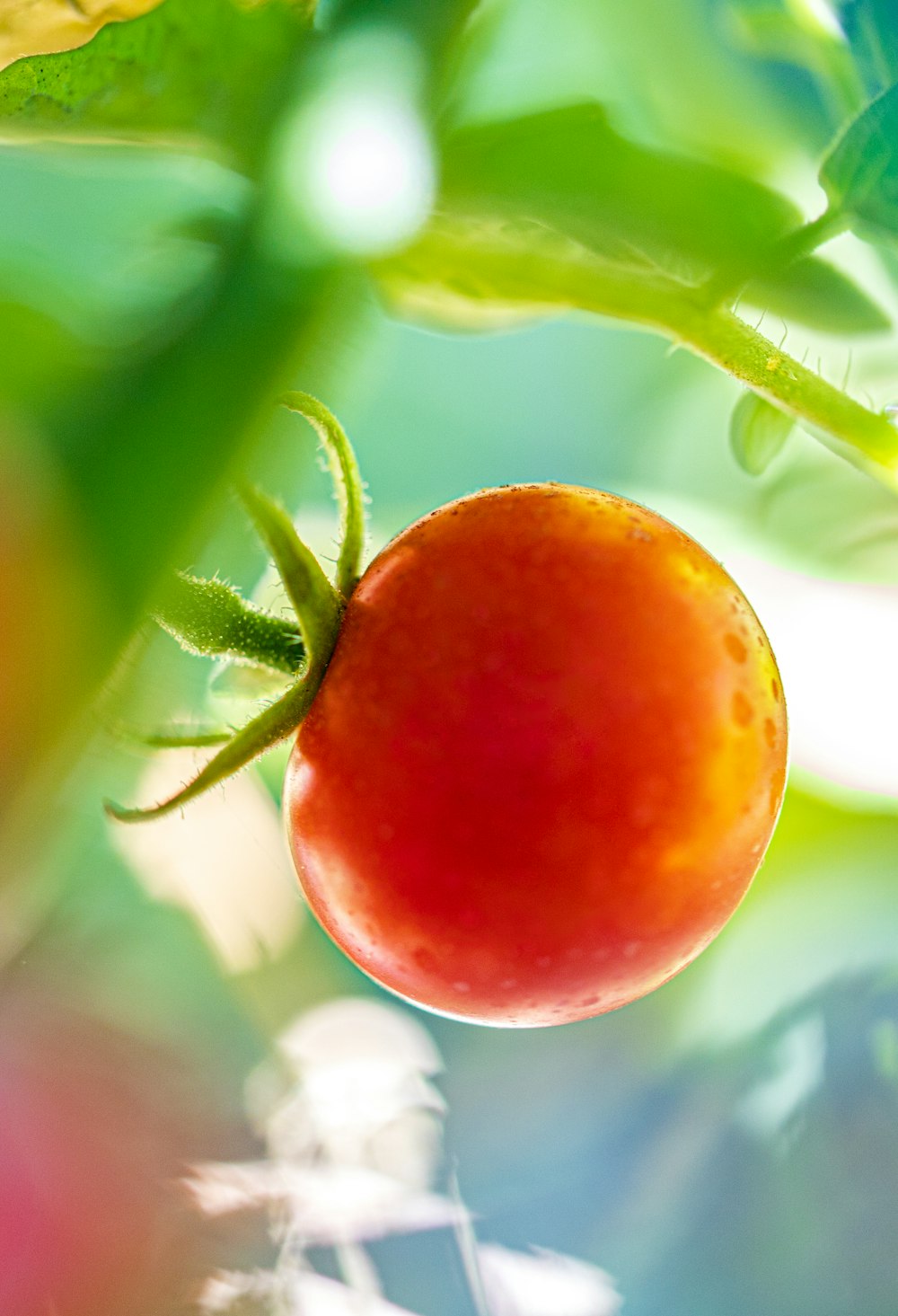 orange fruit on green leaf