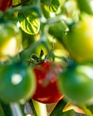green and red fruit in macro shot