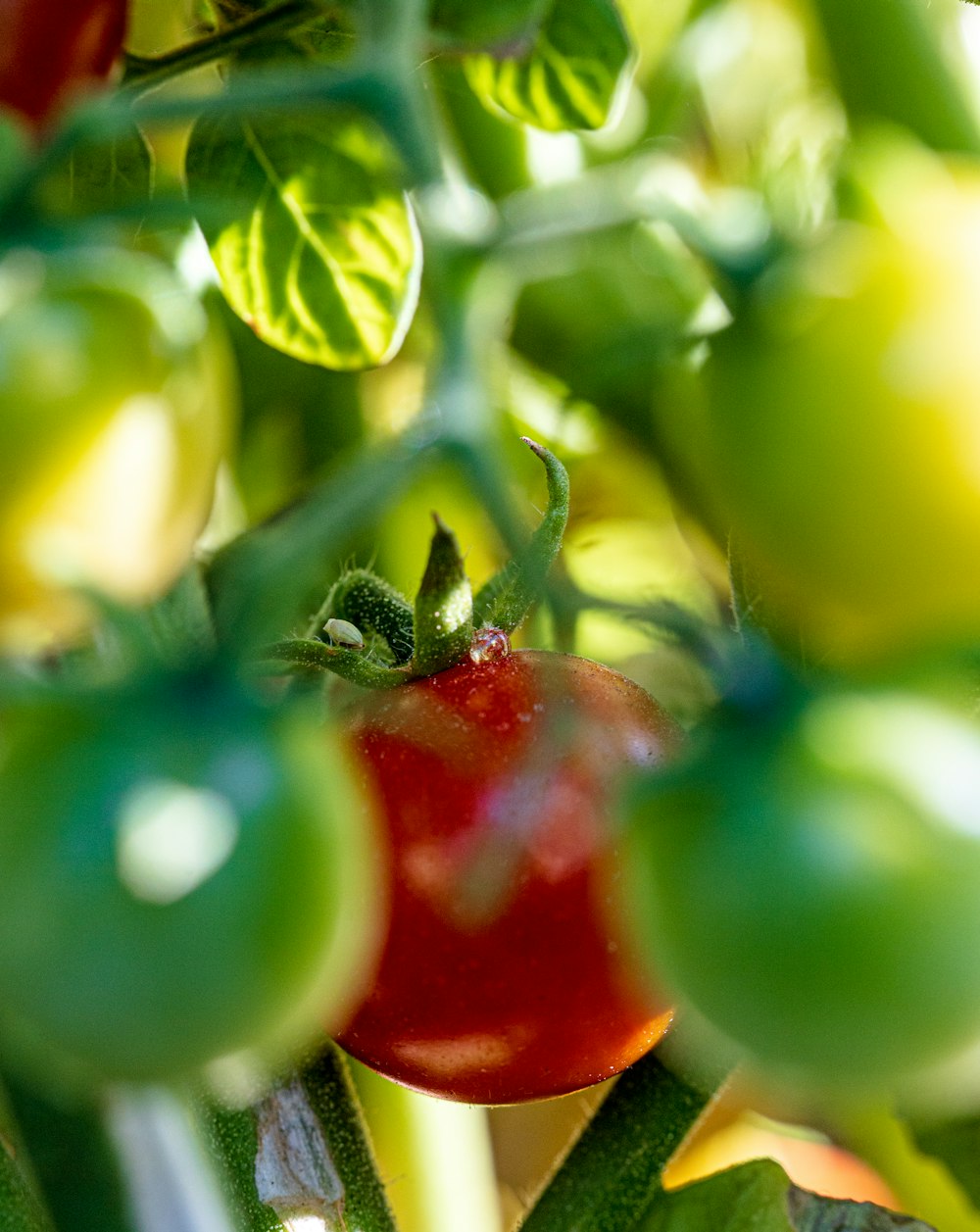 green and red fruit in macro shot