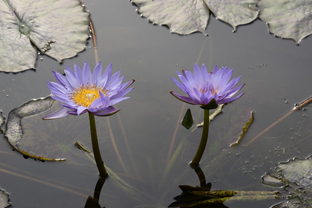 white and purple flower on water