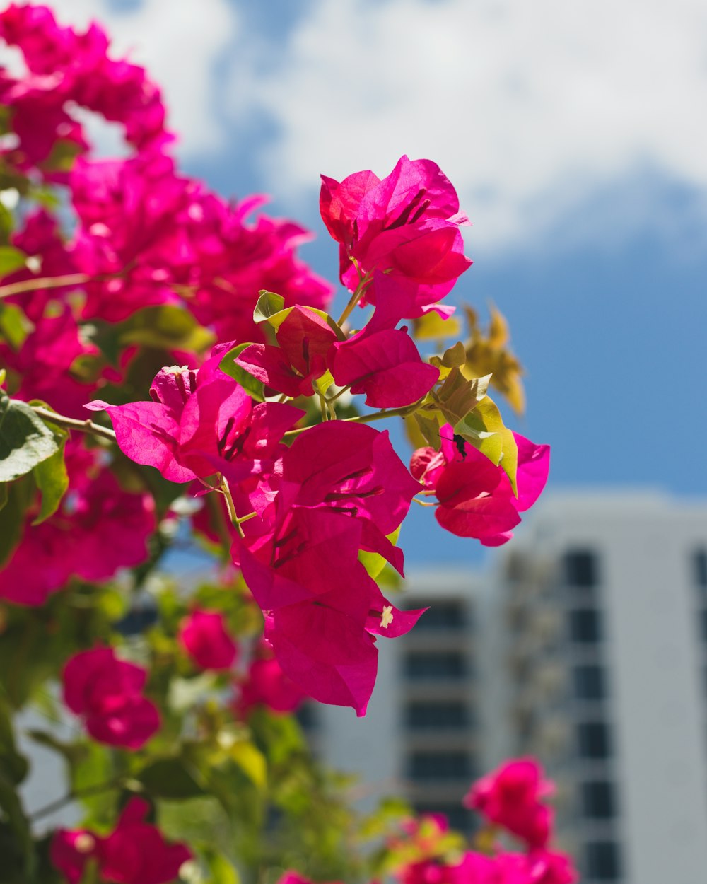 flor rosada con hojas verdes durante el día