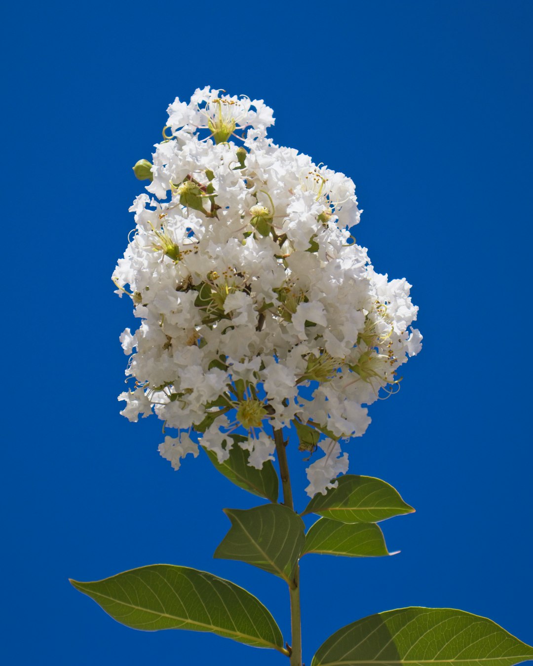 white flower with green leaves